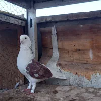 کفتر دوتا نر گردن کلفت|پرنده|ری, سرتخت|دیوار