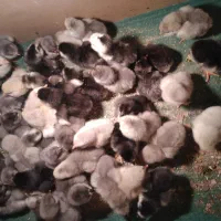 جوجه  گلین اصل