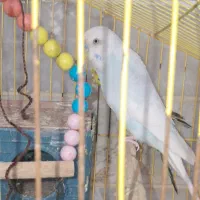 یک جفت مرغ عشق تخم گذار|پرنده|رشت, سلیمانداراب|دیوار