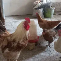 فروش مرغ وخروس