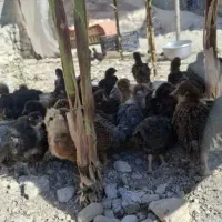 فروش جوجه دو رَگه با قیمت مناسب