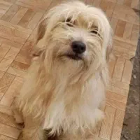 گمشده.مژدگانی