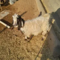 بزغاله|حیوانات مزرعه|دشت ذهاب, |دیوار