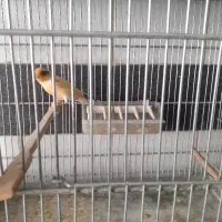 قناری فروشی دربهار|پرنده|بهار, |دیوار