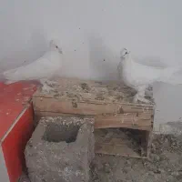 کفتر بازی زن و نقطه