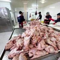 نیازمند کارگر بیخسکار مرغ.بخون