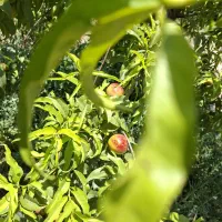 20-هکتار-باغ-و-زمین-کشاورزی-مرغوب-داراب