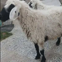 گوسفند بز گوساله