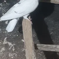 ماده تهرونی