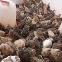 بلدرچین گوشتی