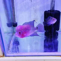 فلاور تایلندی جفت مولد و تک زیر قیمت همه جا