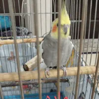 عروس هلندی نر و ماده با قفس|پرنده|شهریار, شهرک امیریه|دیوار