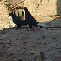 جان اردن|پرنده|زهک, |دیوار