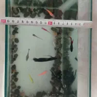 ماهی آکواریوم و پمپ و بخاری