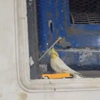 مژدگانی برای پیدا کردن عروس هلندی لوتینو|پرنده|شیراز, لب آب|دیوار