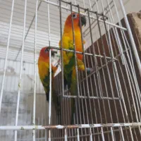 ۳ جفت خورشیدی کارداده