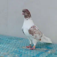 دوتا کفتر نر