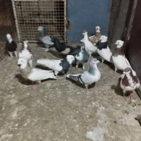 تعدادی پلاکی و شهری