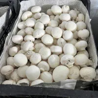 قارچ خوراکی|خوردنی و آشامیدنی|قم, باسکول|دیوار