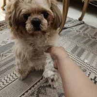 شیتزو سوپر فلت