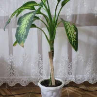 گل دیفن۷|گل و گیاه طبیعی|کاشمر, |دیوار