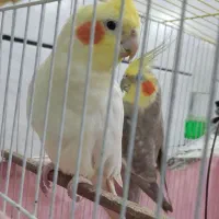 عروس هلندی نر|پرنده|خان ببین, |دیوار