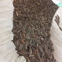 فروش تخمه افتاب گردان|خوردنی و آشامیدنی|محمدبار, |دیوار