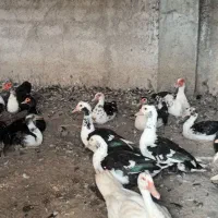 فروش اردک روسی یا اسرائیلی، ۳۵ عدد|حیوانات مزرعه|کلاردشت, |دیوار