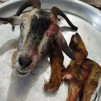 کله پاچه|حیوانات مزرعه|خرمآباد, |دیوار