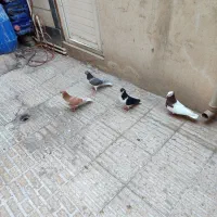 چادوری|پرنده|تهران, مسعودیه|دیوار