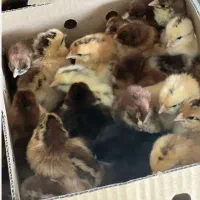 جوجه محلی گلپایگان