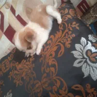 سگ شیزو|سگ|مسجد سلیمان, |دیوار