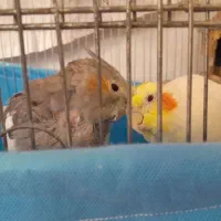 عروس هلندی مولد