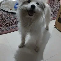 سگ آپارتمانی