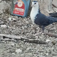 سبز و مگس|پرنده|خاش, |دیوار