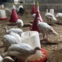 نیمچه بوقلمون بیوتی