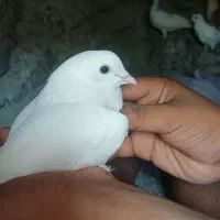 کفتر|پرنده|ساربوک, |دیوار