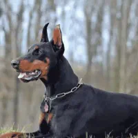 واگذاری سگ نگهبان