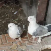 کفتر طاووسی