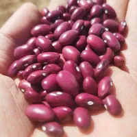 خریدار لوبیا/قرمز/چیتی/خرمنی/بوجاری