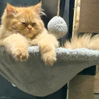 واگذاری گربه پرشین