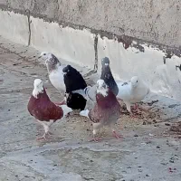 کبوتر