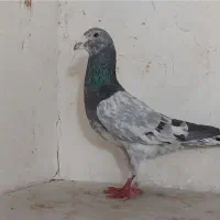 هفت رنگ