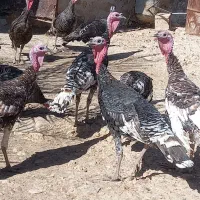 بوقلمون محلی بفروش میرسد