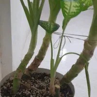 فروش فوری گل دیفن|گل و گیاه طبیعی|مسجد سلیمان, |دیوار