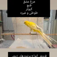 پرنده زینتی