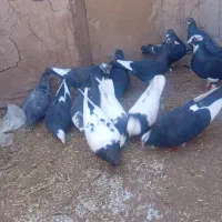 کفتر|حراج|یزدان شهر, |دیوار