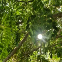 باغ شهری روستای چاه عربی اتوبان بوشهر برازجان|فروش خانه و ویلا|برازجان, |دیوار