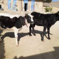 گاو یا گوساله ماده بومی