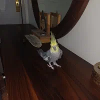 عروس هلندی نر|پرنده|تهران, امام زاده عبدالله|دیوار